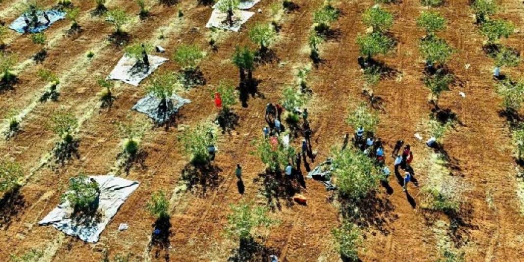 Zeytin ve buğdaydan umduğunu bulamayan çiftçi, fıstıkta güldü! 13 bin ağaçta hasat başladı: Bölgenin yeni umudu oldu 3